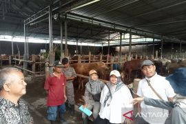 DKPP Bantul memastikan stok ternak hewan kurban aman jelang Idul Adha