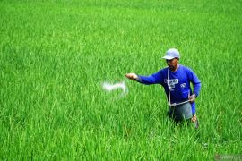 Mengukur efektivitas Perpres Nomor 6/2025 tentang pupuk subsidi