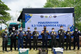 Bea Cukai Teluk Nibung musnahkan 9,3 ton mangga ilegal asal Thailand 