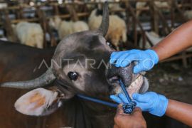 Jaktim cek kelayakan tempat penampungan hewan kurban