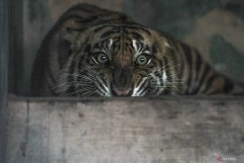 Balai KSDA Jambi selamatkan harimau sumatra terjerat kawat seling