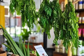 7 Ramuan jamu tradisional untuk kulit bersih alami yang terbukti ilmiah