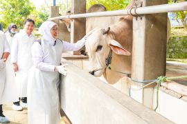Gubernur Khofifah pastikan stok hewan kurban di Jatim aman dan sehat