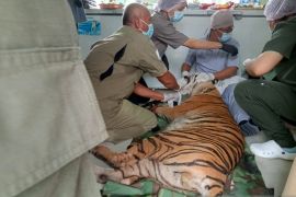BKSDA Jambi lakukan penanganan medis terhadap harimau terkena jerat