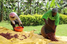 Kisah di Balik Kopi: Perjuangan Afrika melawan kolonialisme (Bagian 1)