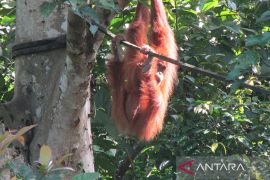 BKSDA Aceh evakuasi orang utan terisolasi di perkebunan sawit 