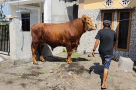 Presiden Prabowo berkurban sapi seberat 1 ton di Lombok Timur