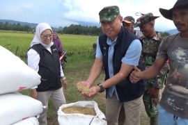 Petani mengaku senang, Bulog Sultra serap gabah dengan harga stabil