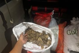 Kemenhut gagalkan penjualan 80,5 kg sisik trenggiling di Kalsel