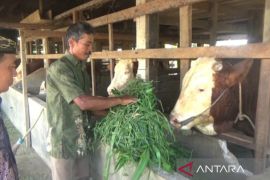 Presiden RI beli sapi milik peternak untuk dikurbankan di Dharmasraya