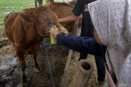 5 larangan penting yang harus dihindari saat berniat kurban Idul Adha