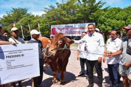 Pemkab Situbondo terima bantuan sapi kurban 1.160 kg dari Presiden