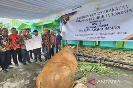 Pemprov mulai distribusi 13 sapi kurban Presiden Prabowo di Papua