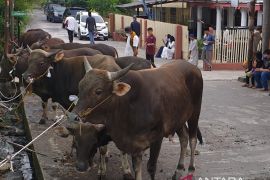 Wawako Prima Salam pastikan hewan kurban Idul Adha di Palembang bebas PMK