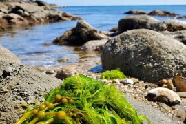 Manfaat rumput laut agar kulit kencang