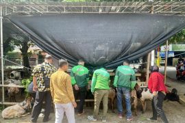 Ratusan kambing dibagikan kepada Mitra Pengemudi sebagai bentuk apresiasi Grab dalam Idul Adha