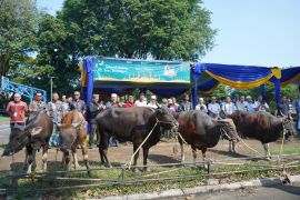 Jelang Hari Raya Idul Adha, Pusri salurkan hewan kurban untuk masyarakat