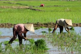 DPKP DIY pacu minat pemuda bertani melalui Jogja Agro Park
