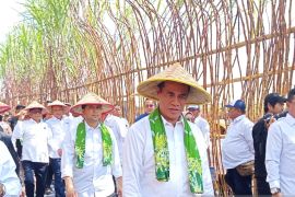 Mentan tinjau kebun tebu di Lumajang optimis wujudkan swasembada gula
