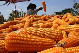 Bapanas sebut produksi jagung surplus swasembada makin dekat