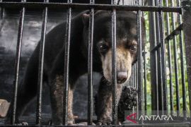 Beruang madu diserahkan warga ke BKSDA Kalteng untuk direhabilitasi sebelum dilepasliarkan