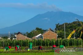 Gunung Raung erupsi berkali-kali, BPBD: Belum ada dampak di Banyuwangi