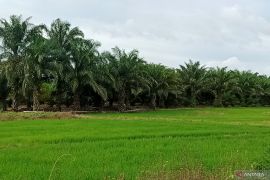 Kabupaten Penajam susun peraturan daerah lindungi sawah