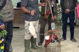 BKSDA Maluku amankan empat ekor satwa dilindungi dari warga