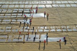 China lakukan penghijauan atasi masalah penggurunan