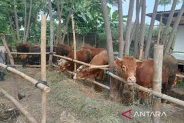 DKPP Bantul menggalakkan inseminasi buatan guna tingkatkan populasi ternak