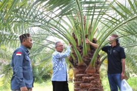 BRIDA NTB fasilitasi pengembangan bibit kurma melalui kultur jaringan