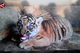 Rizky dan Lestari, Harimau Sumatera penghuni baru TMSBK Bukittinggi
