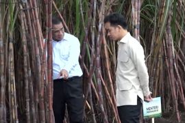 Wapres Gibran tegaskan komitmen Pemerintah wujudkan swasembada gula