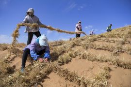 China rampungkan Proyek Sabuk Hijau untuk cegah ekspansi gurun