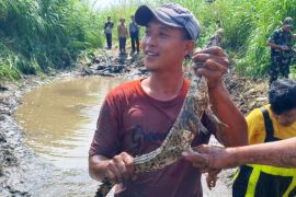 DKP DIY memastikan satu buaya di Sungai Progo ditangkap tim gabungan
