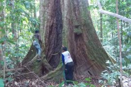 Kemenhut tetapkan blok pengelolaan Tahura Trumon