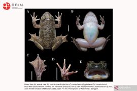 Dua spesies katak baru di Pegunungan Meratus Kalimantan