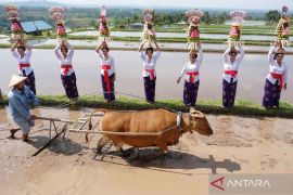 Jatiluwih Festival 2025 di Bali sebagai warisan budaya untuk meningkatkan jumlah wisatawan