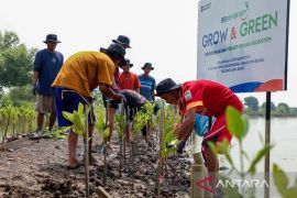 BRI Tegaskan Komitmen Lingkungan di Hari Mangrove Sedunia