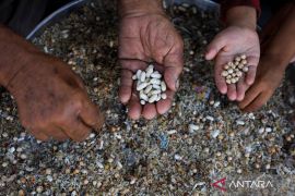 Musim semi Eropa untuk Palestina, harapan mekar di antara reruntuhan