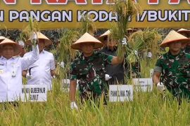 Dukung swasembada pangan, Panglima TNI panen raya padi di Sumut