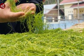 Peluasan lahan Tembakau Gayo, berpotensi tingkatkan pendapatan daerah