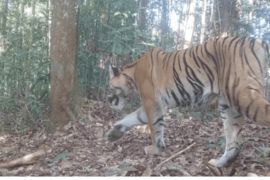 Kemenhut pantau keberadaan 42 individu harimau Sumatra di Bengkulu
