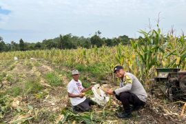 Polres Lingga panen 2,5 ton jagung bersama masyarakat
