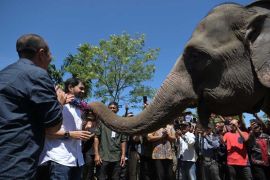 Populasi gajah sumatra di Aceh berkisar 500-600 individu