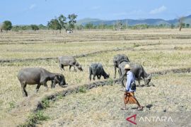 Sembilan daerah di NTB siaga darurat kekeringan