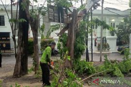 Pemkot Jaktim kebut penanganan ratusan pohon tumbang akibat hujan