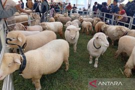 Festival Domba Batur ramaikan pergelaran DCF 2025 di Dieng
