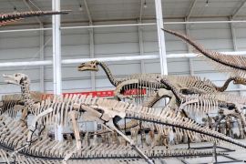Fosil tulang paha tyrannosaurus terpanjang di Asia Ditemukan di China
