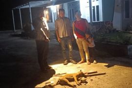 Disnakkeswan umumkan hasil pemeriksaan 9 warga Pekanbaru usai digigit anjing liar